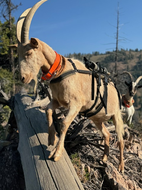 hunting-with-goats
